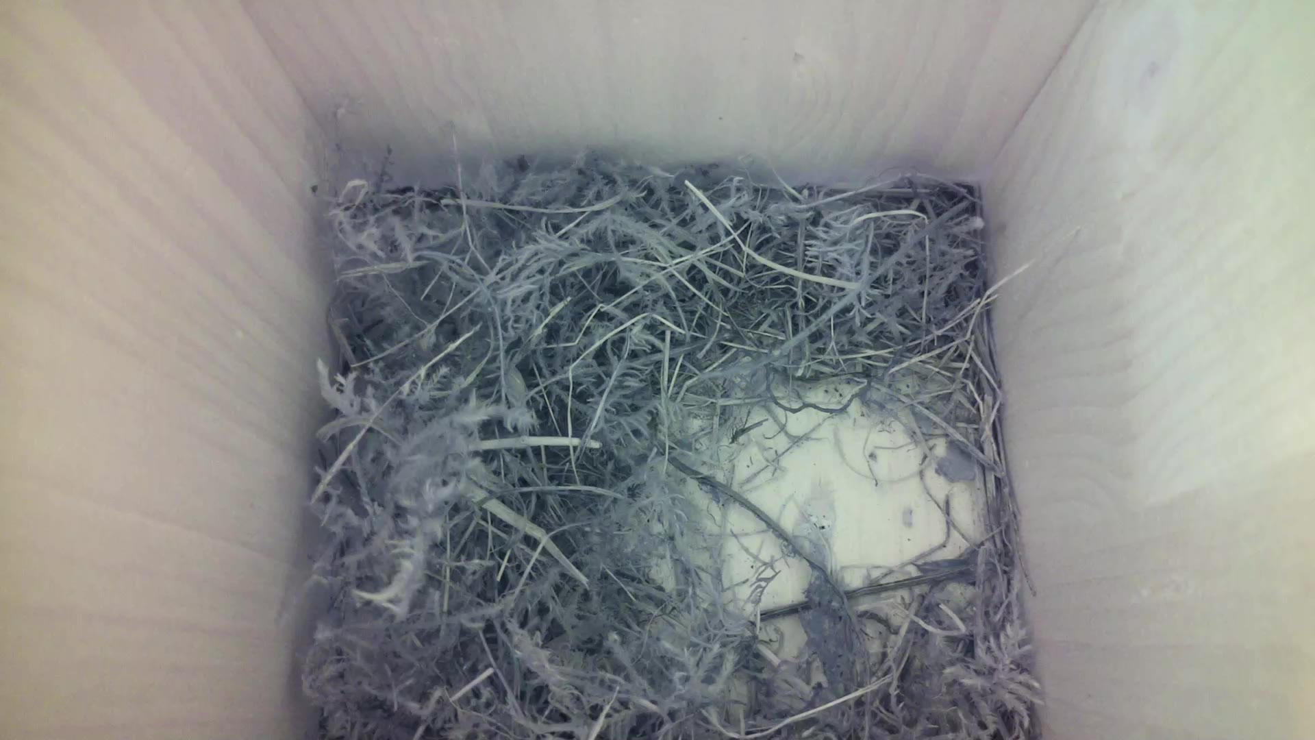 Aufnahme aus dem Vogelhaus