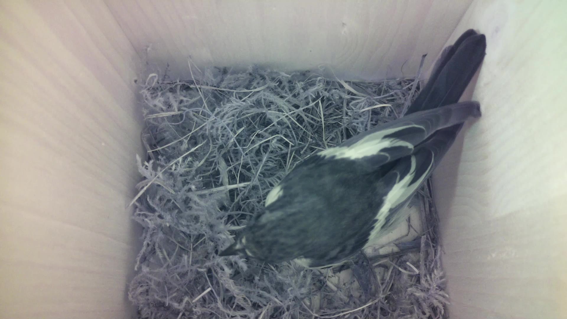 Aufnahme aus dem Vogelhaus