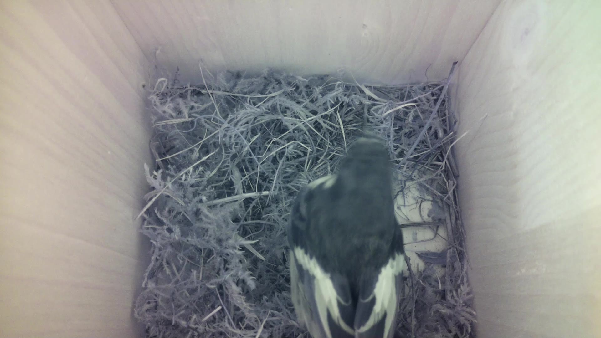 Aufnahme aus dem Vogelhaus