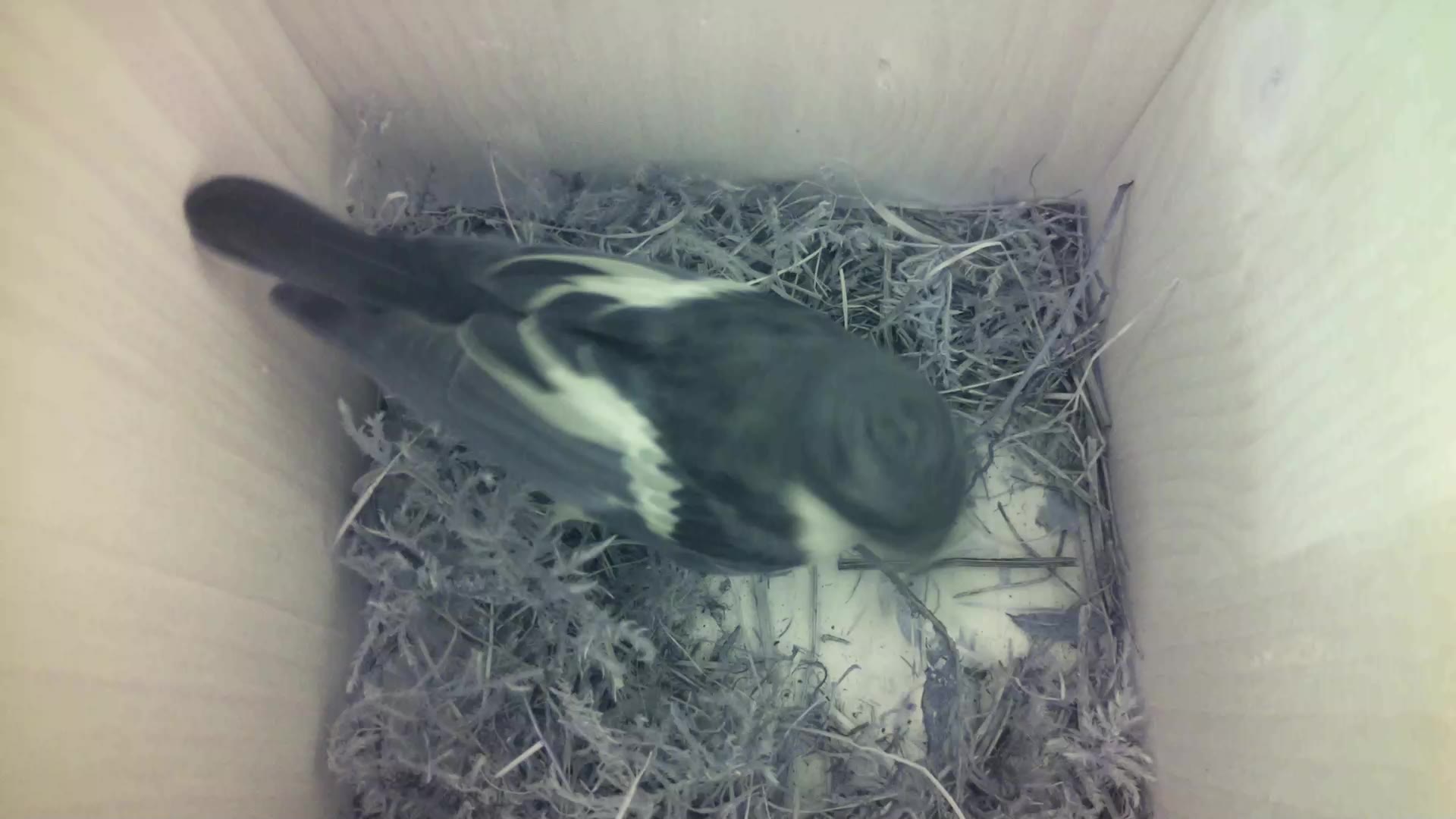 Aufnahme aus dem Vogelhaus