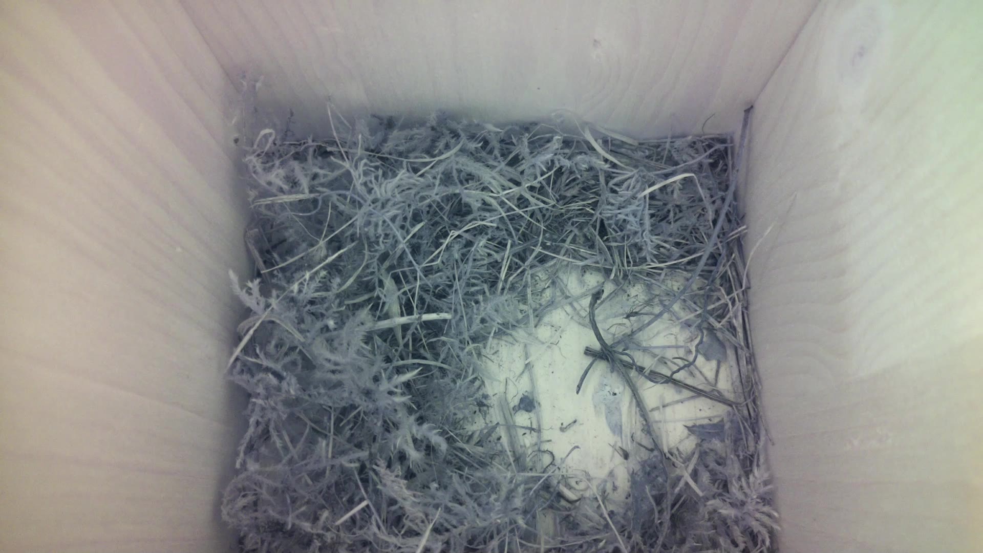 Aufnahme aus dem Vogelhaus