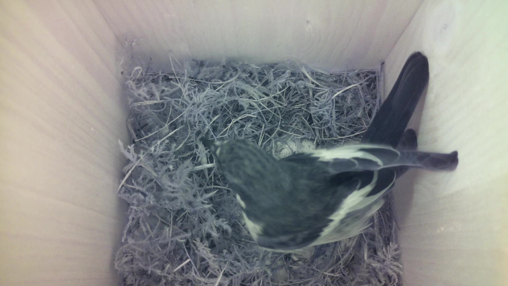 Aufnahme aus dem Vogelhaus