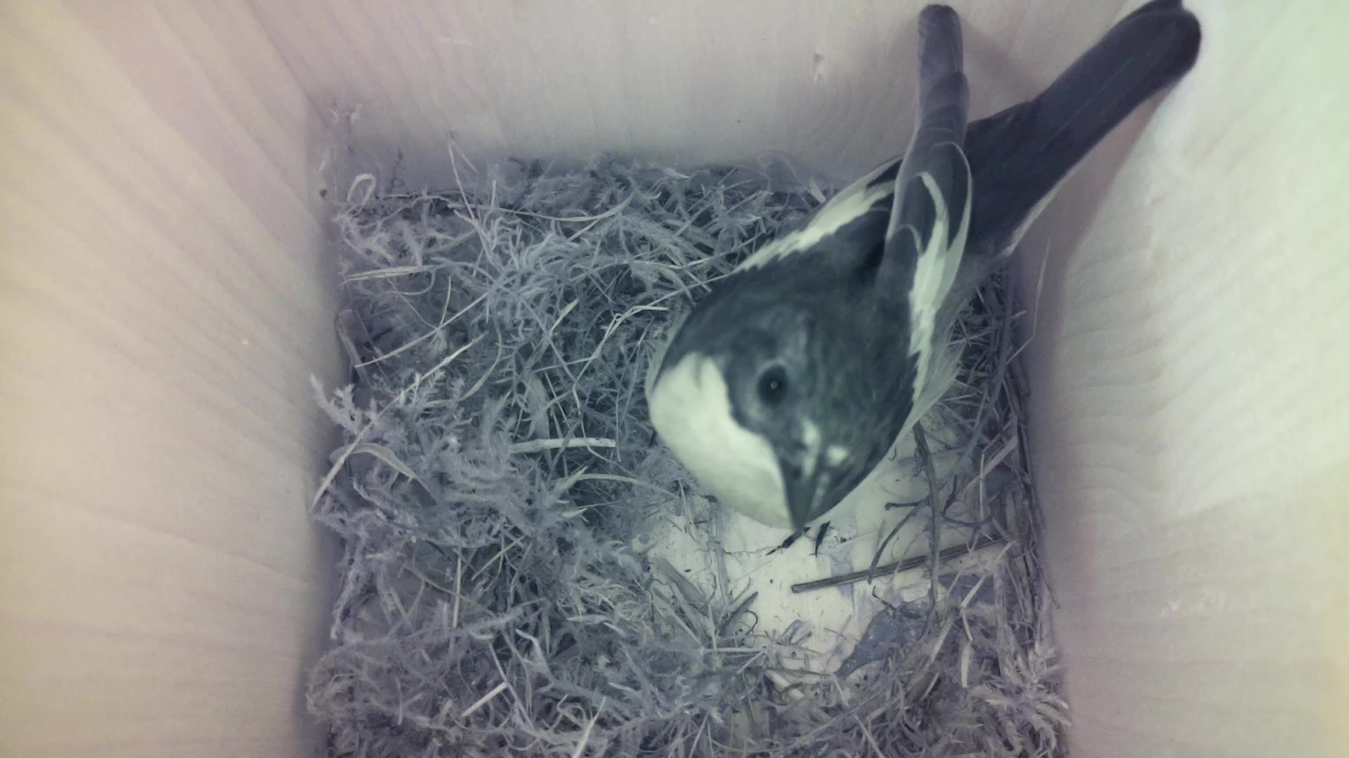 Aufnahme aus dem Vogelhaus