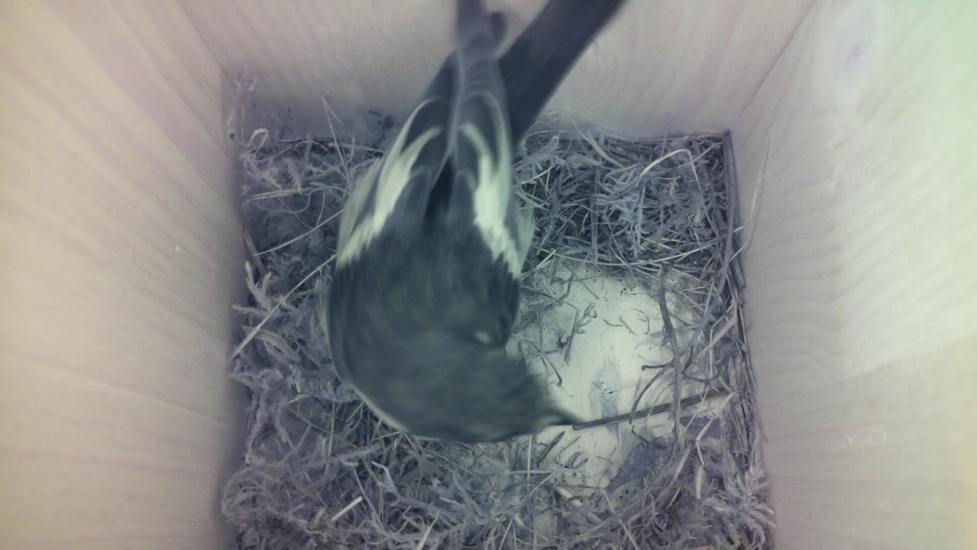 Aufnahme aus dem Vogelhaus