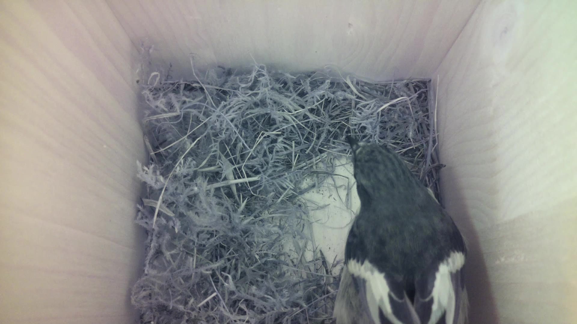 Aufnahme aus dem Vogelhaus