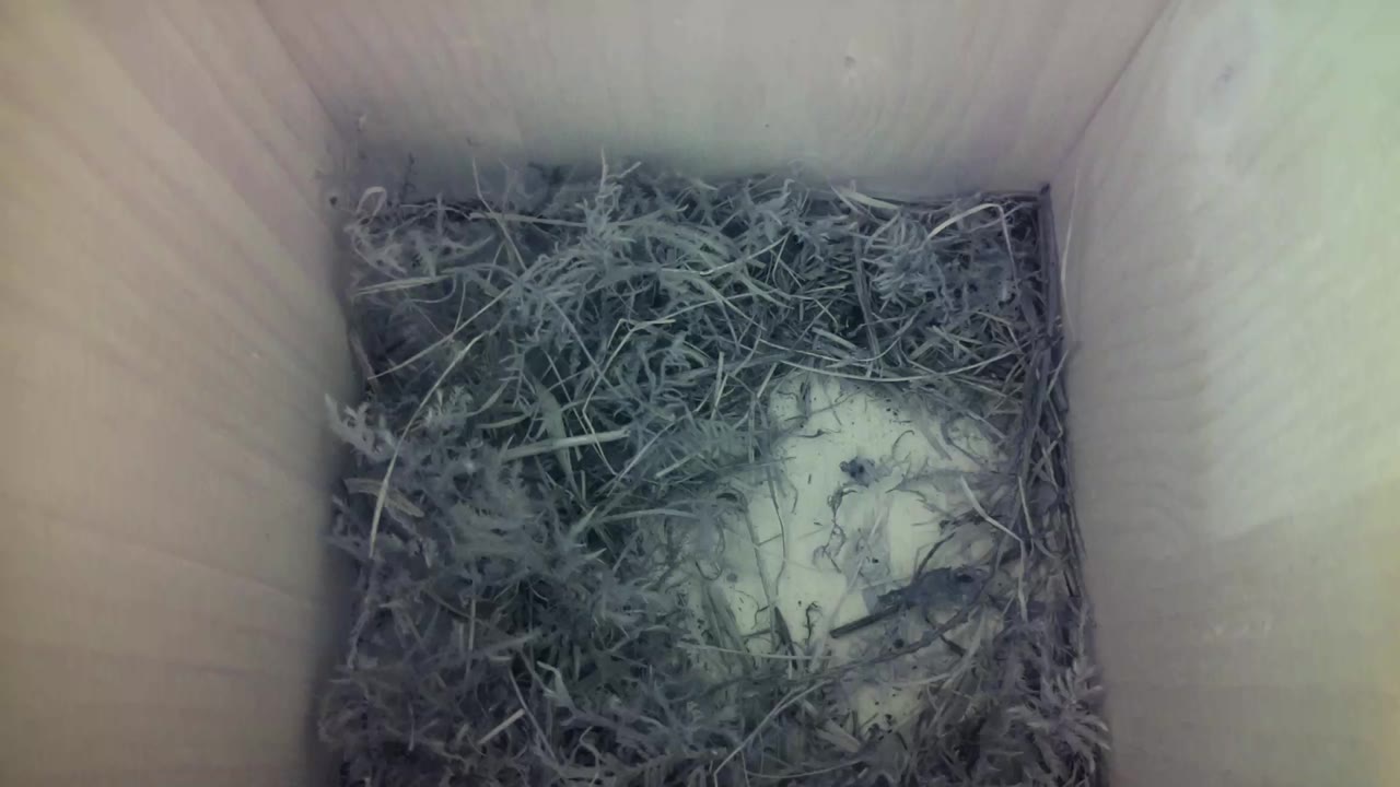 Aufnahme aus dem Vogelhaus