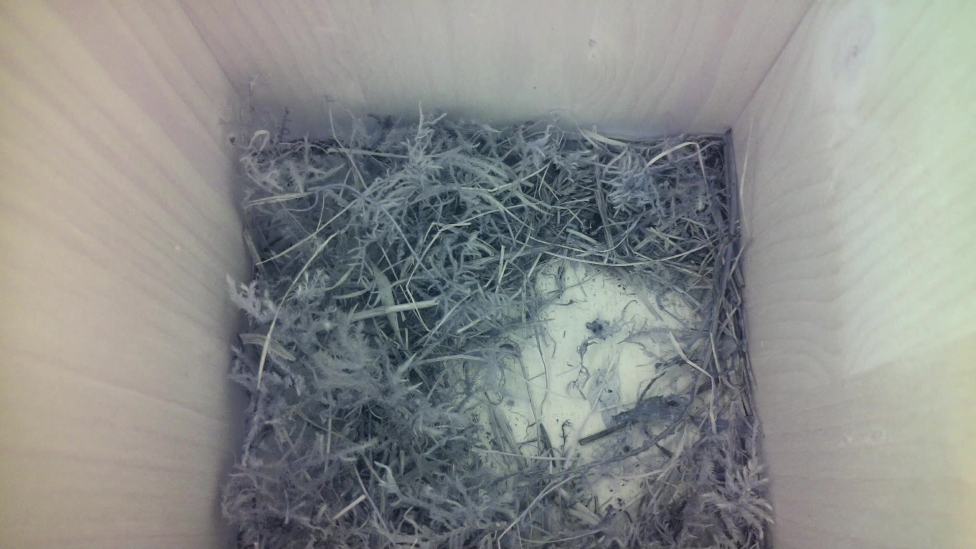 Aufnahme aus dem Vogelhaus