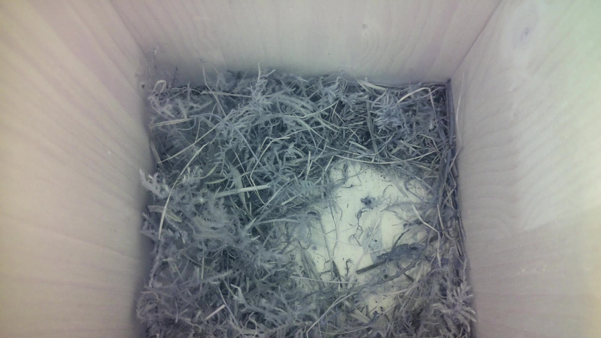 Aufnahme aus dem Vogelhaus