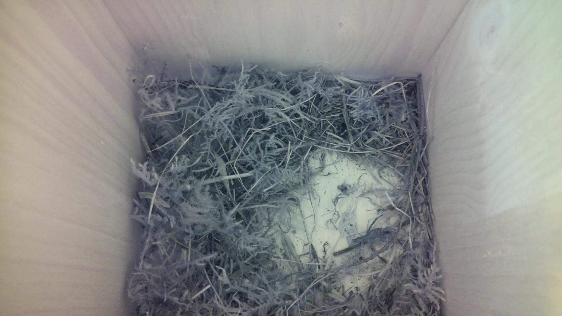 Aufnahme aus dem Vogelhaus
