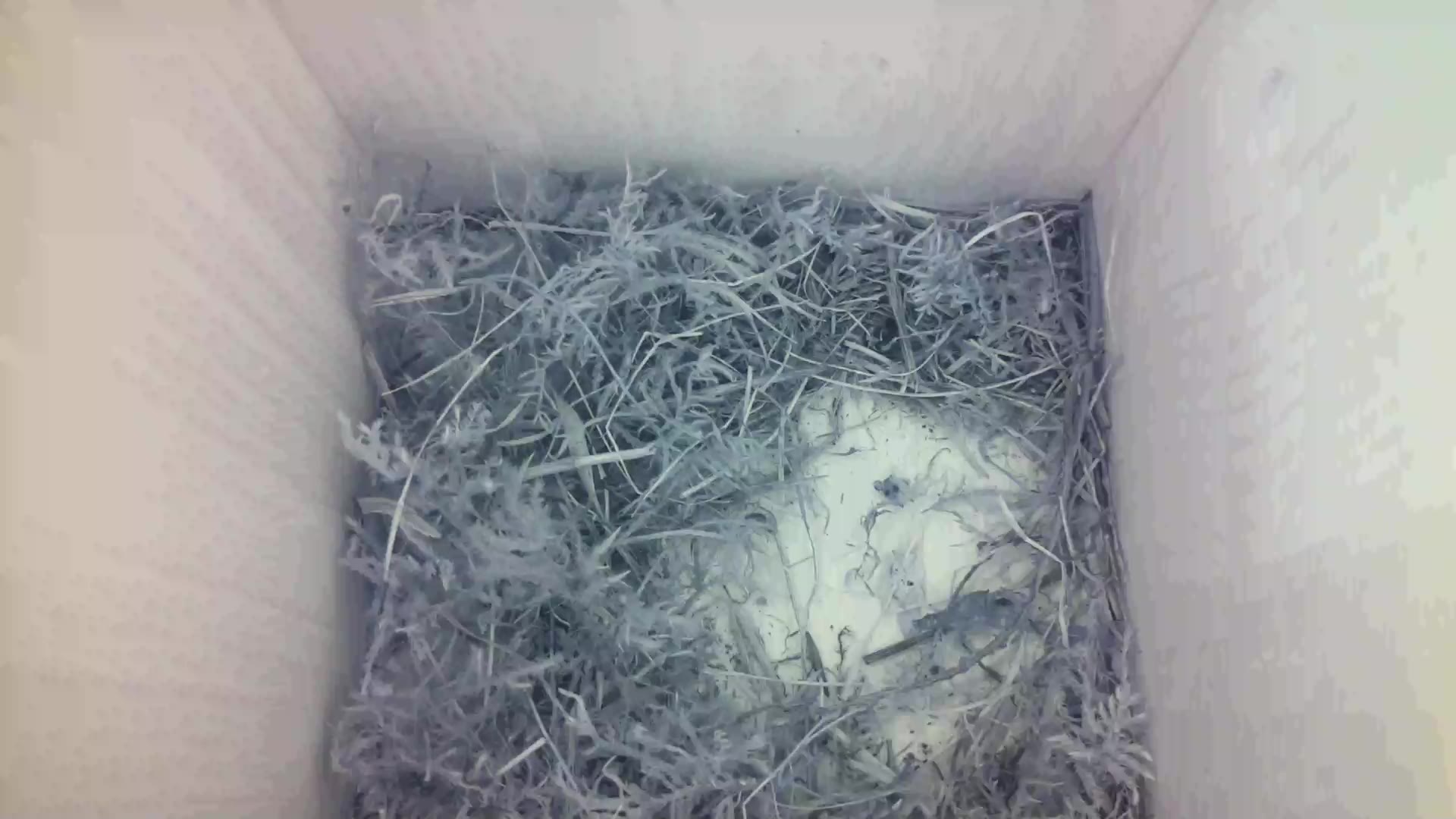 Aufnahme aus dem Vogelhaus
