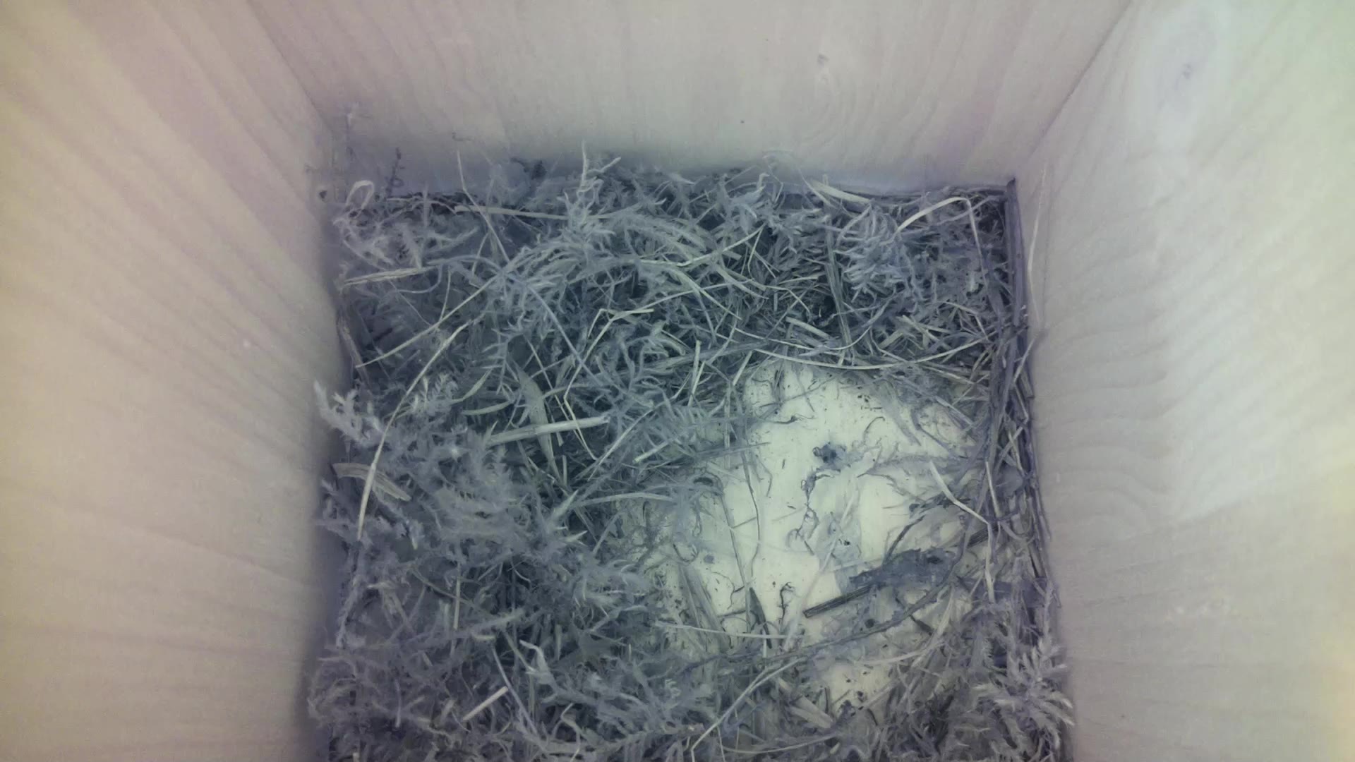 Aufnahme aus dem Vogelhaus