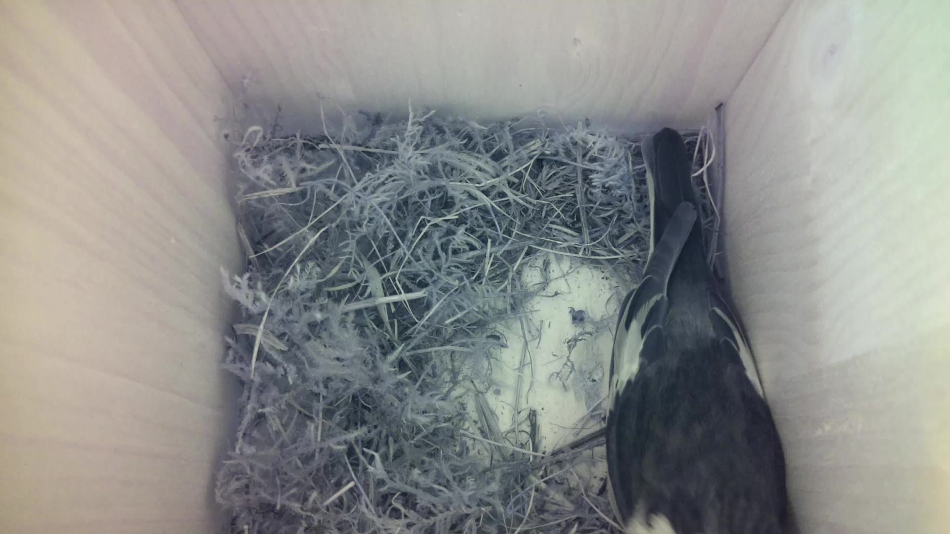 Aufnahme aus dem Vogelhaus