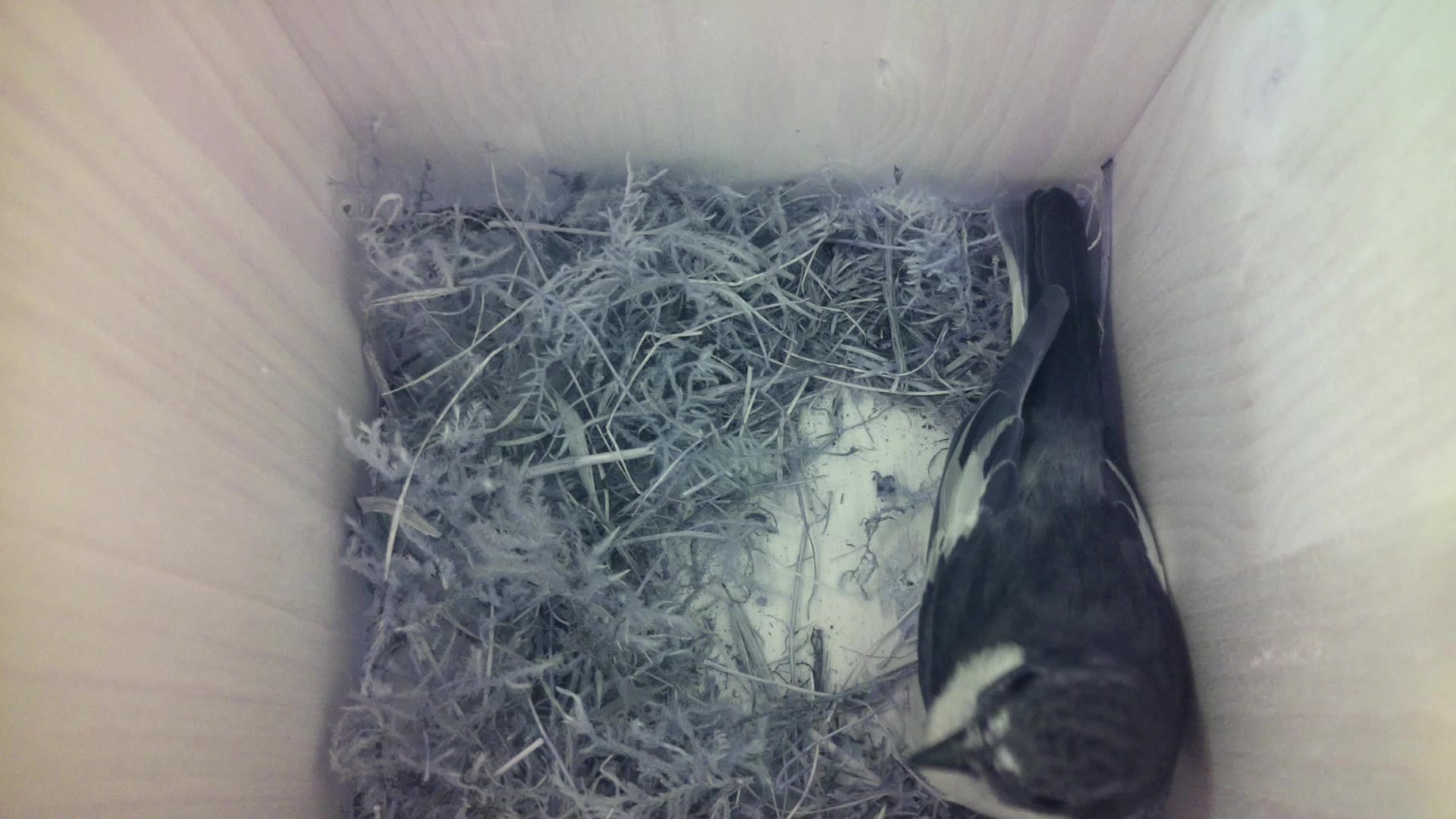 Aufnahme aus dem Vogelhaus