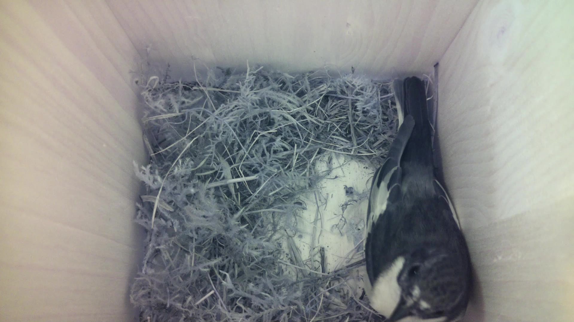 Aufnahme aus dem Vogelhaus