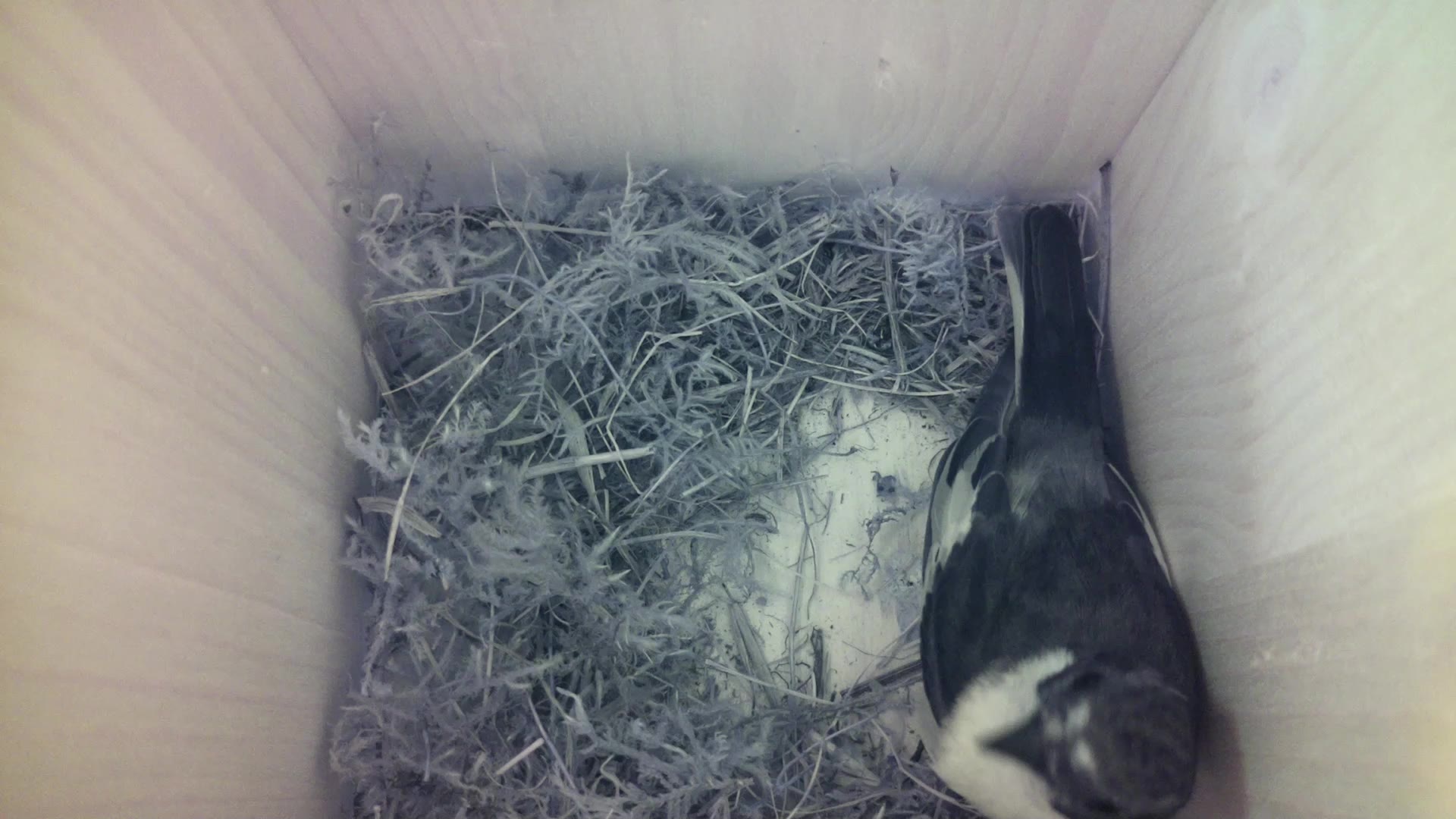 Aufnahme aus dem Vogelhaus