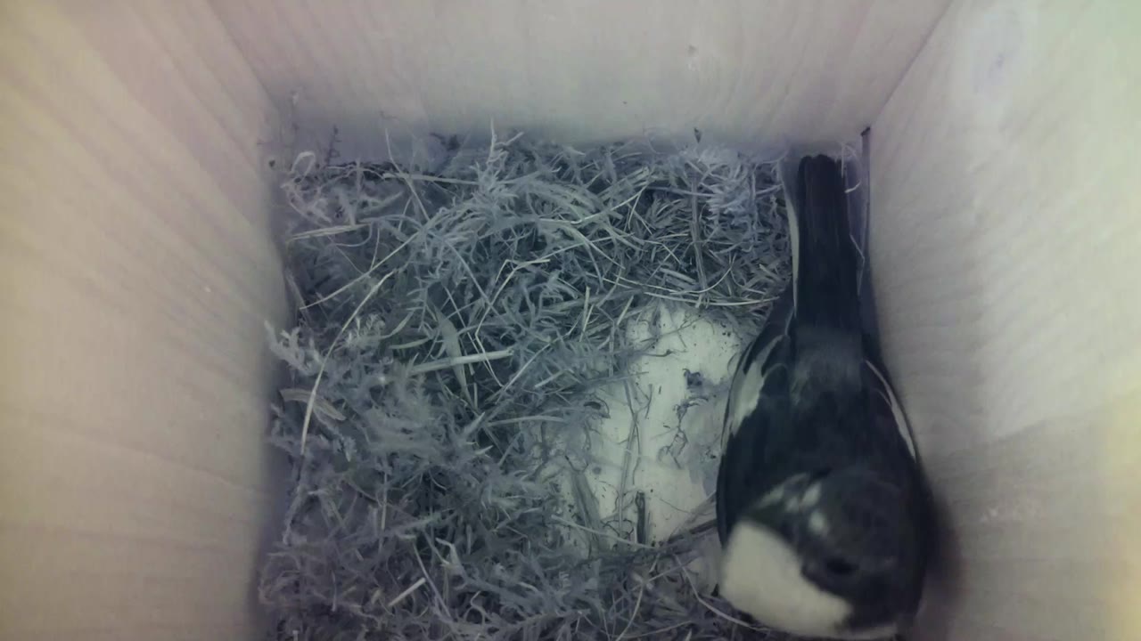 Aufnahme aus dem Vogelhaus