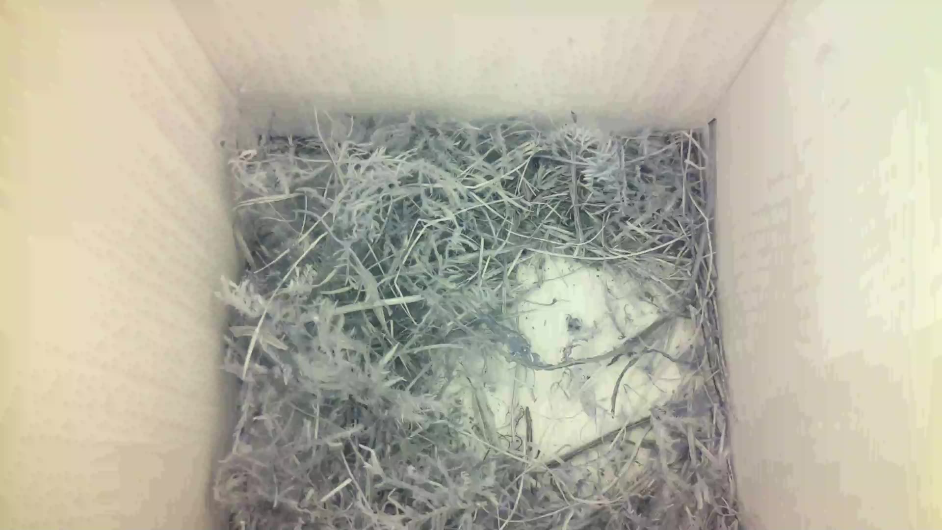 Aufnahme aus dem Vogelhaus