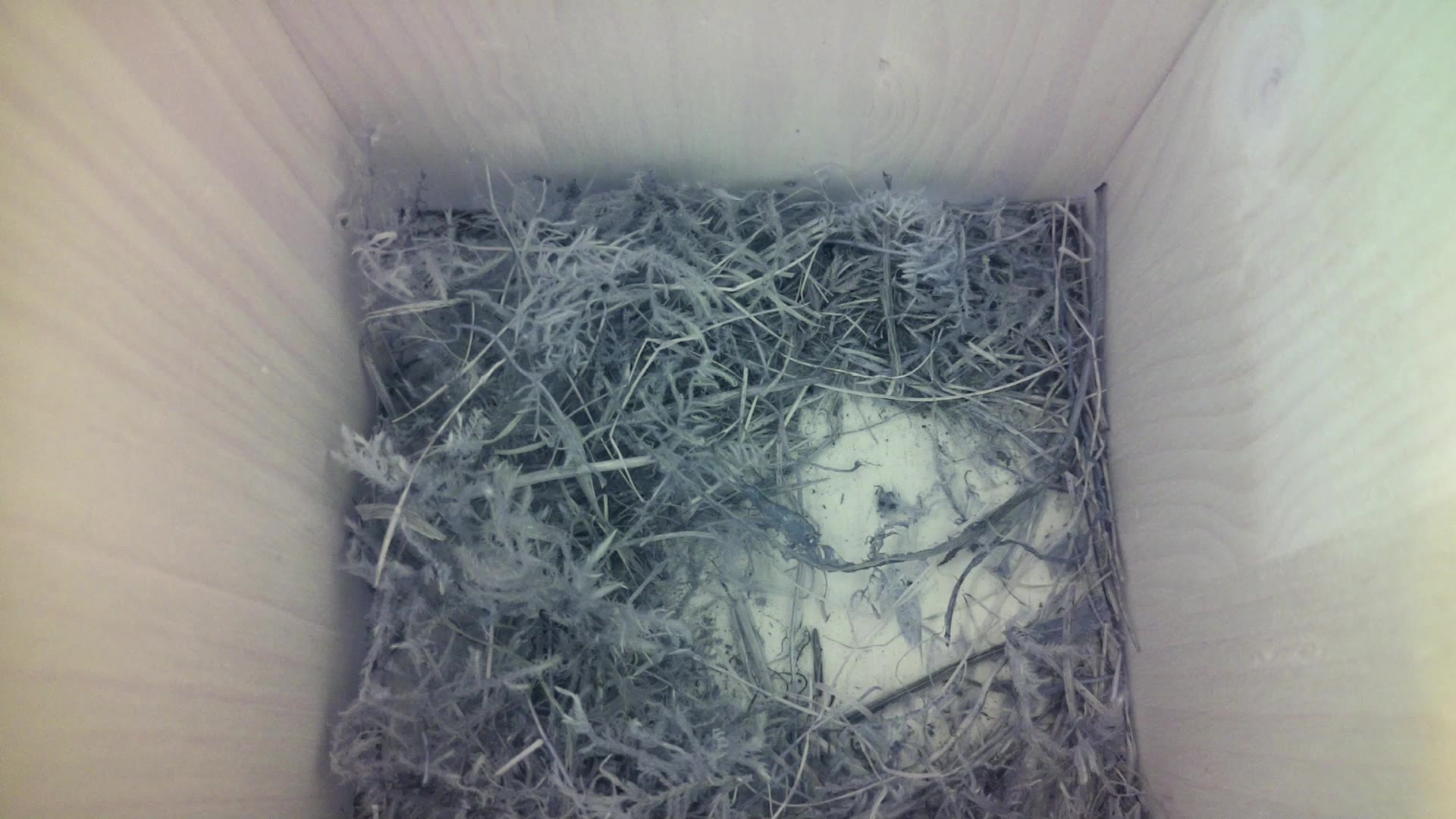 Aufnahme aus dem Vogelhaus