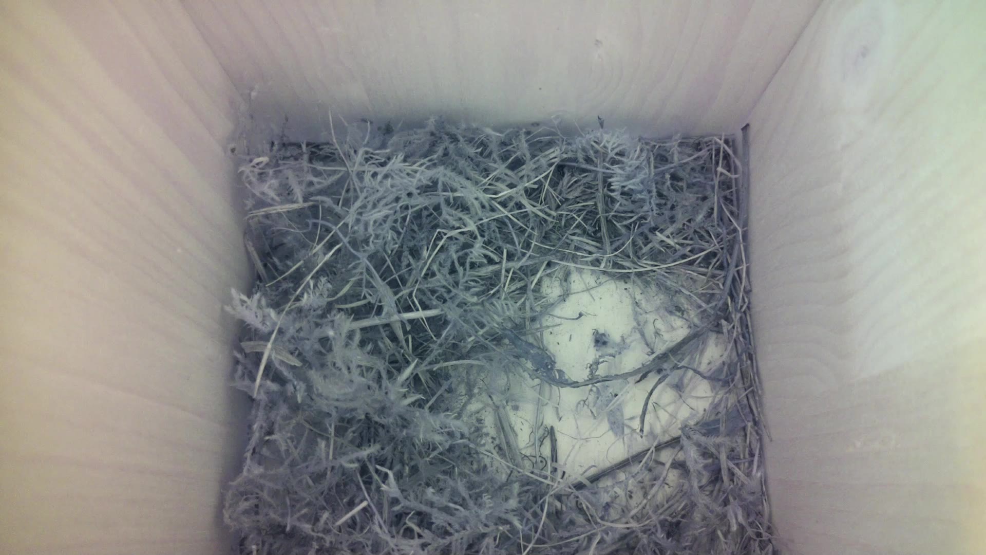 Aufnahme aus dem Vogelhaus
