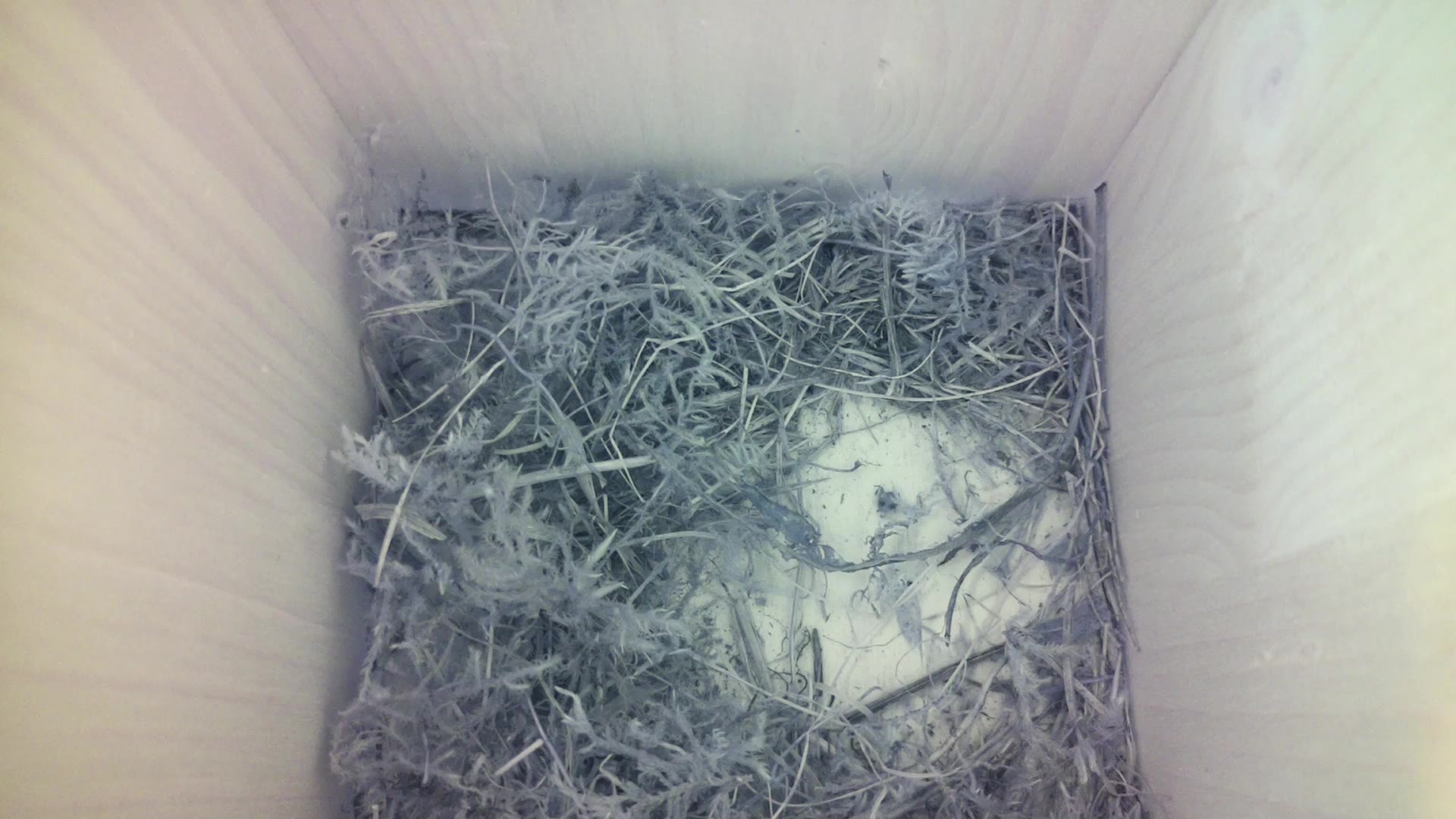 Aufnahme aus dem Vogelhaus