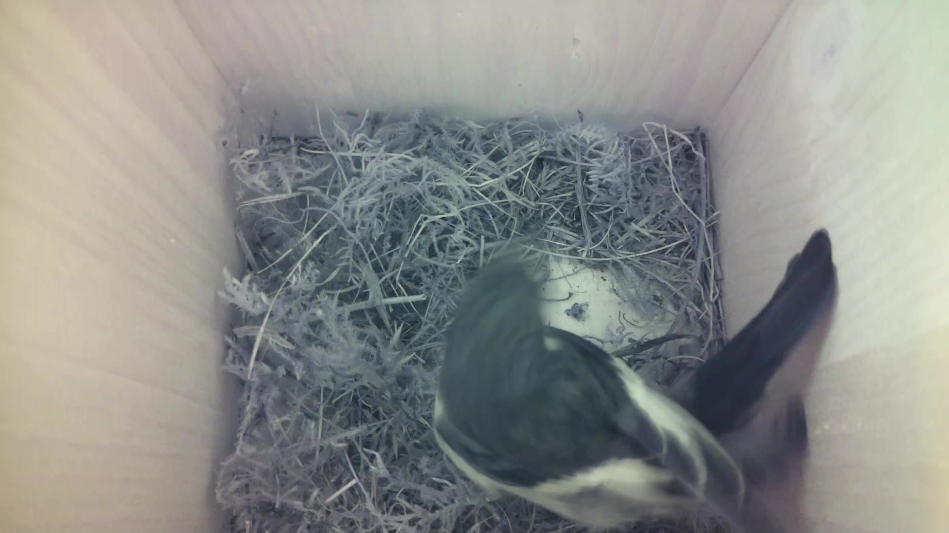Aufnahme aus dem Vogelhaus