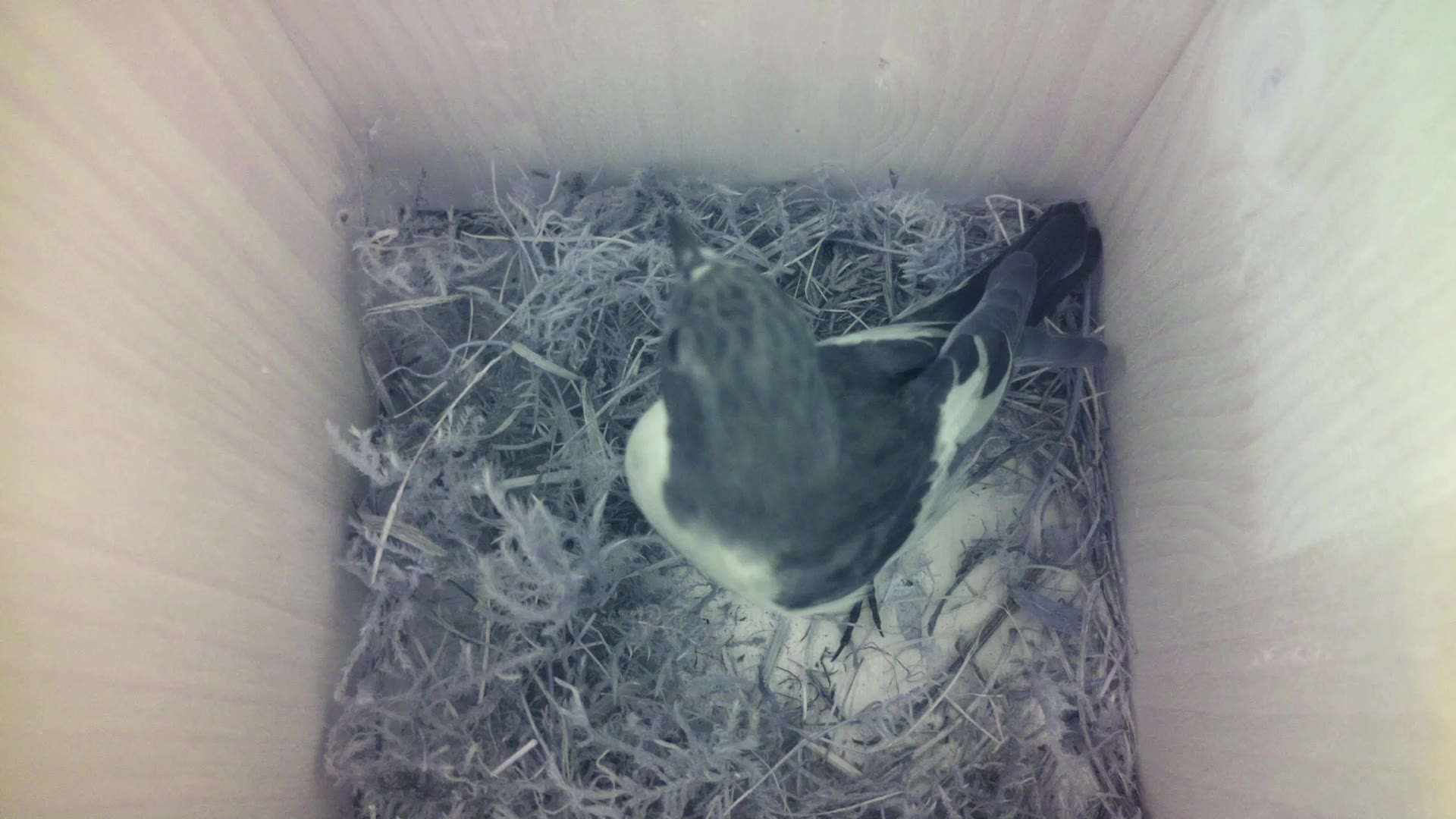Aufnahme aus dem Vogelhaus