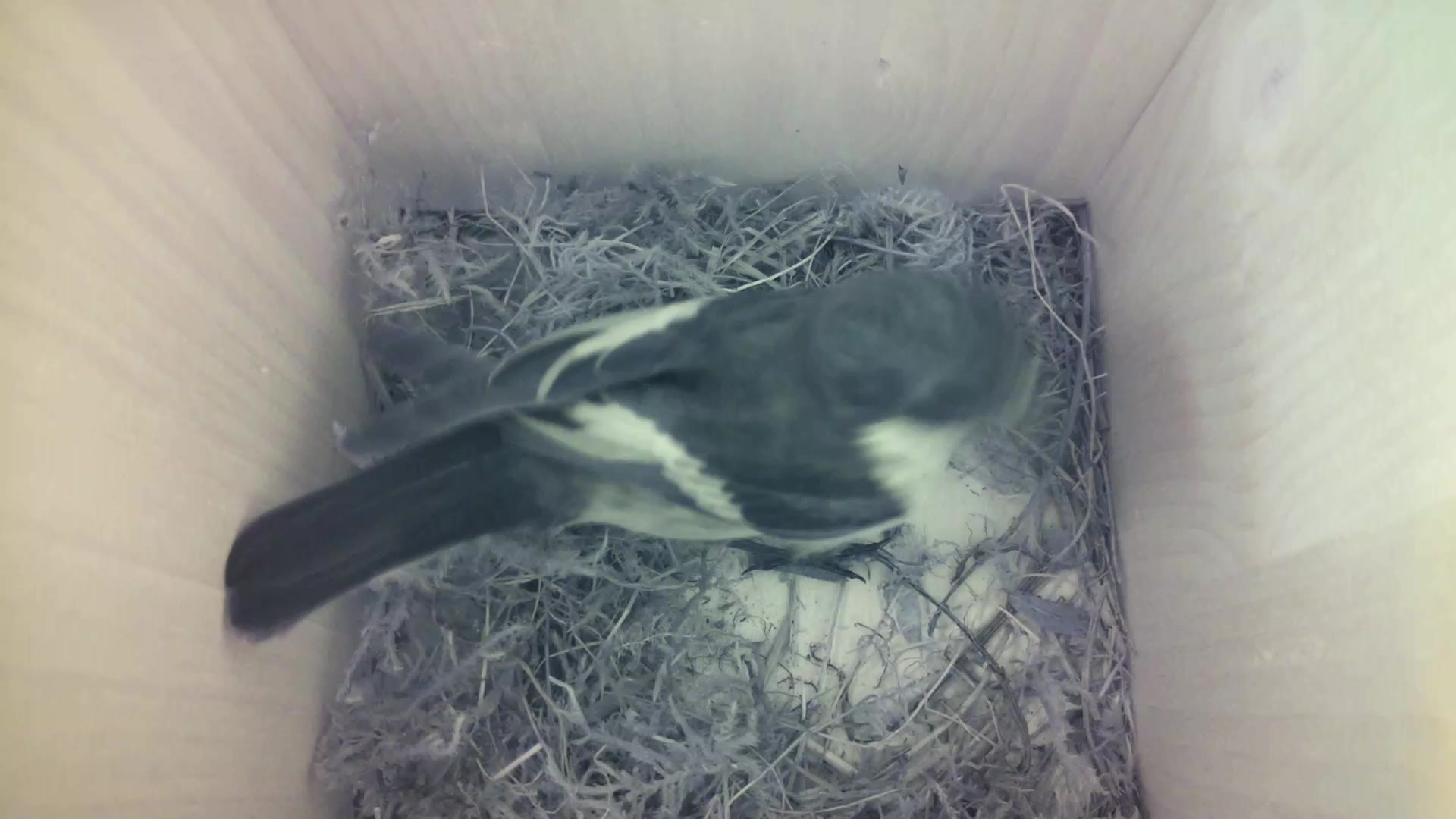 Aufnahme aus dem Vogelhaus