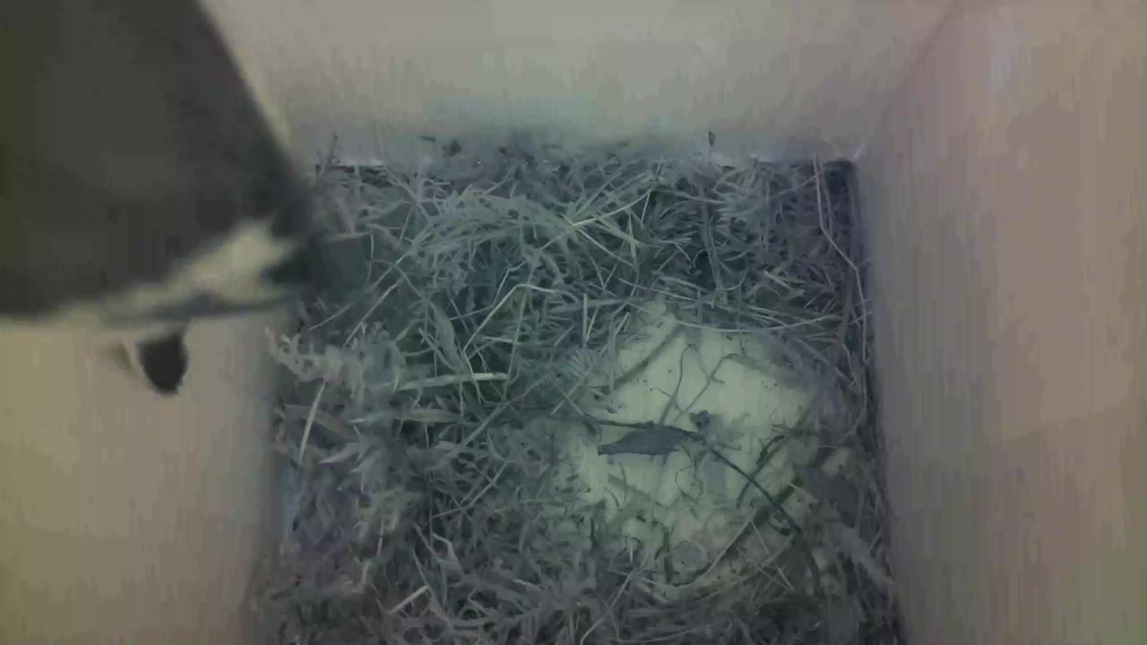 Aufnahme aus dem Vogelhaus