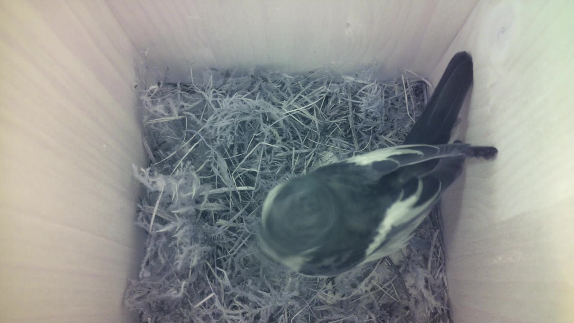 Aufnahme aus dem Vogelhaus