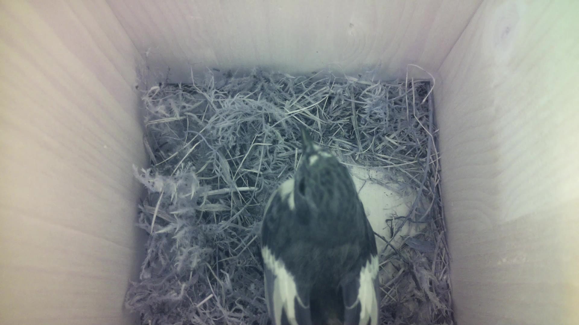 Aufnahme aus dem Vogelhaus