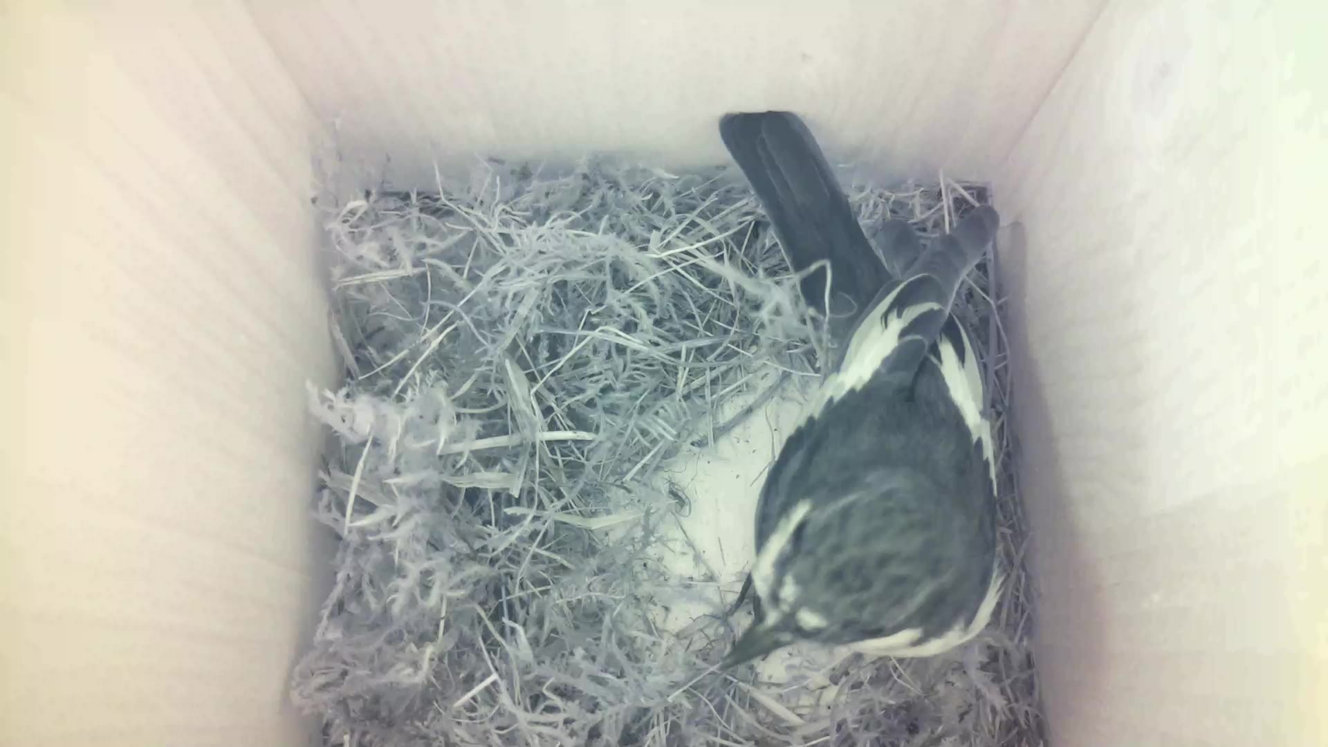 Aufnahme aus dem Vogelhaus