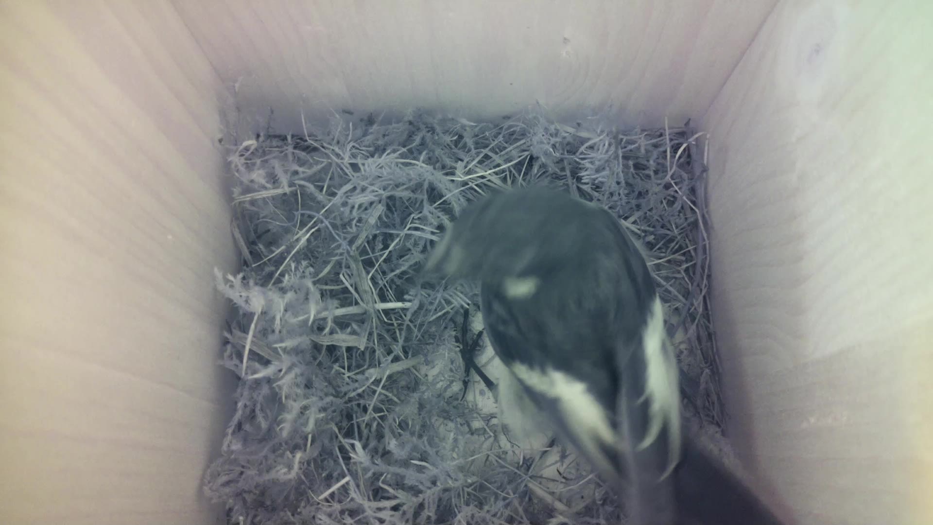 Aufnahme aus dem Vogelhaus