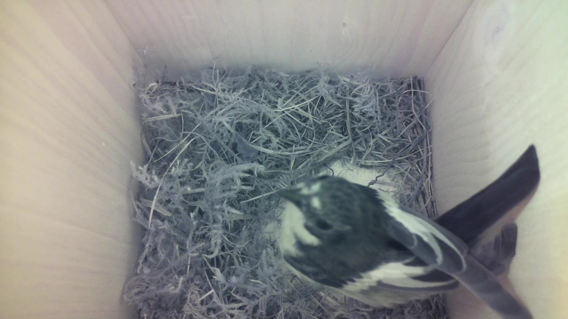 Aufnahme aus dem Vogelhaus