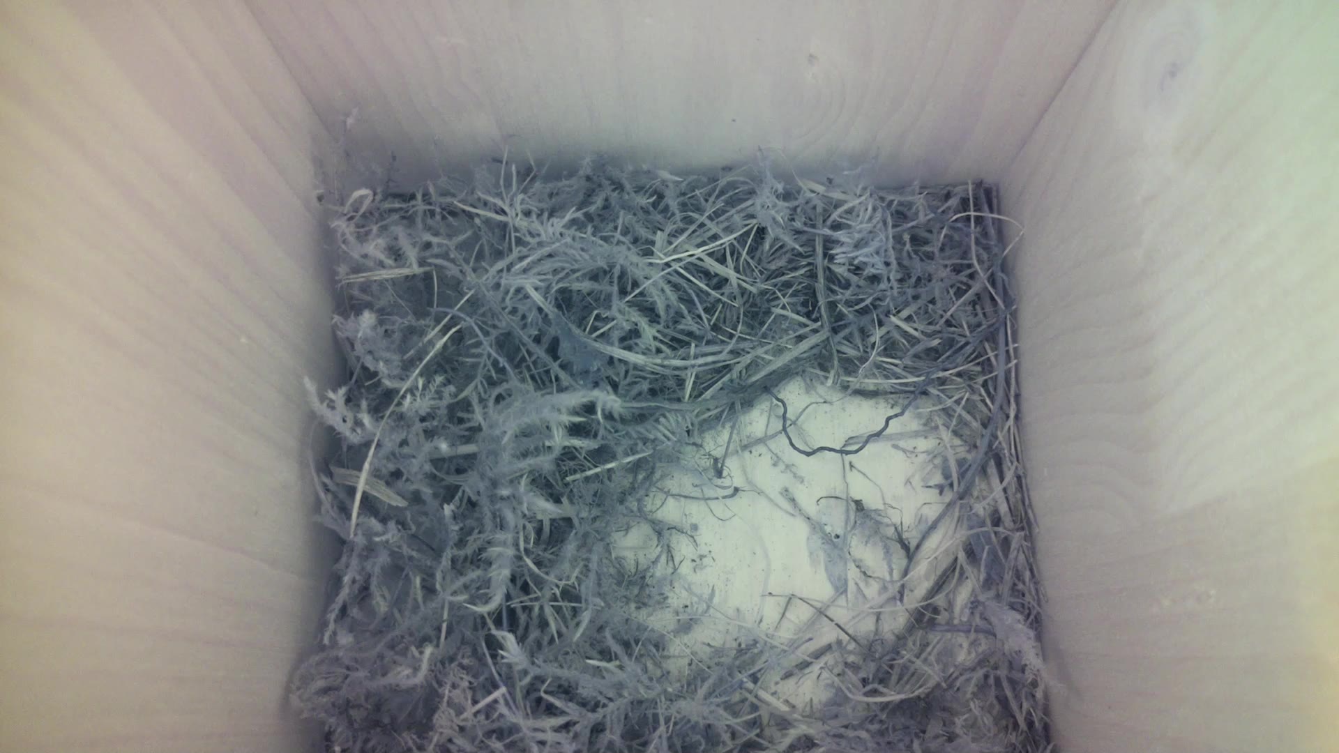 Aufnahme aus dem Vogelhaus