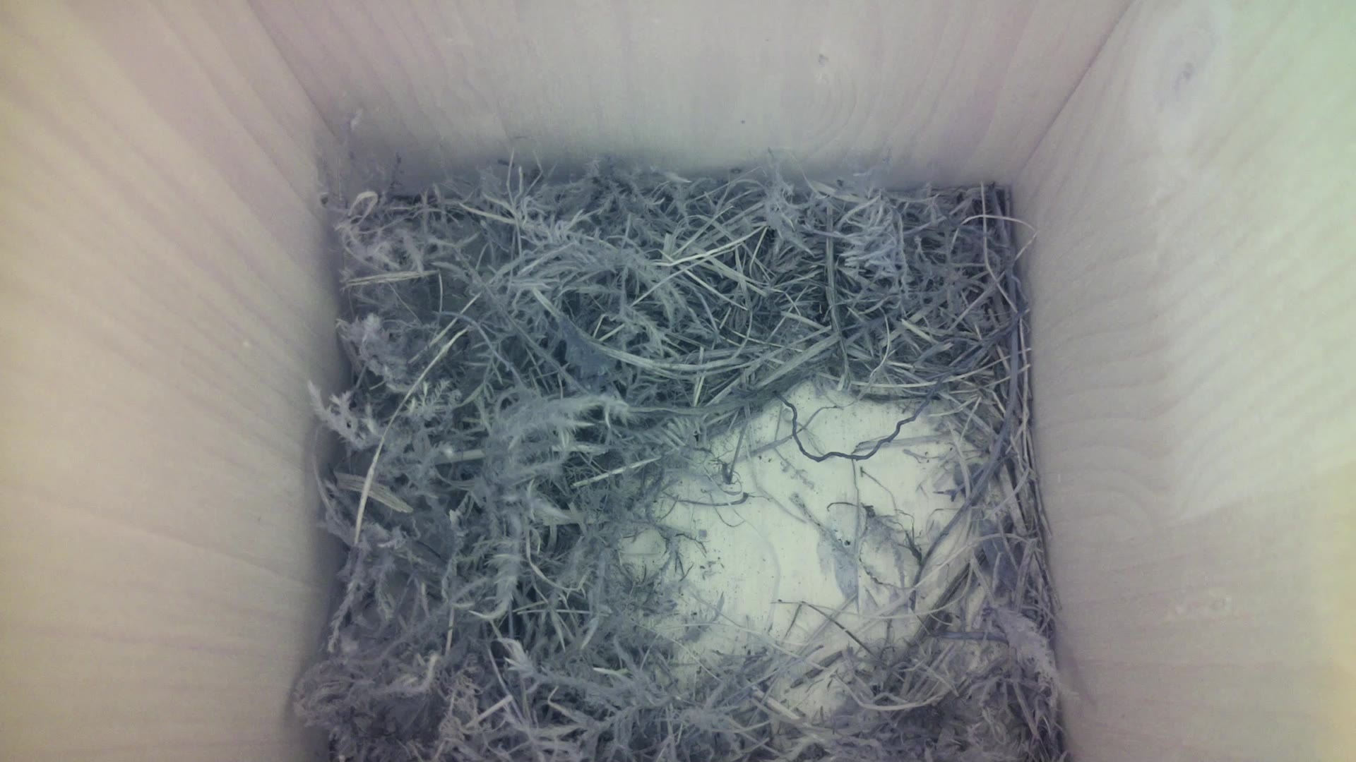 Aufnahme aus dem Vogelhaus