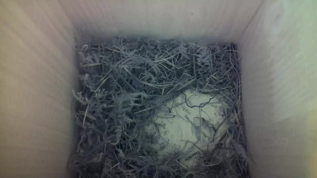 Aufnahme aus dem Vogelhaus