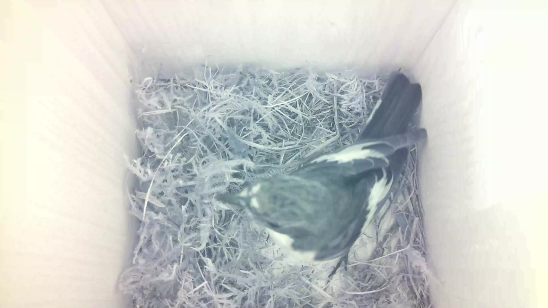 Aufnahme aus dem Vogelhaus