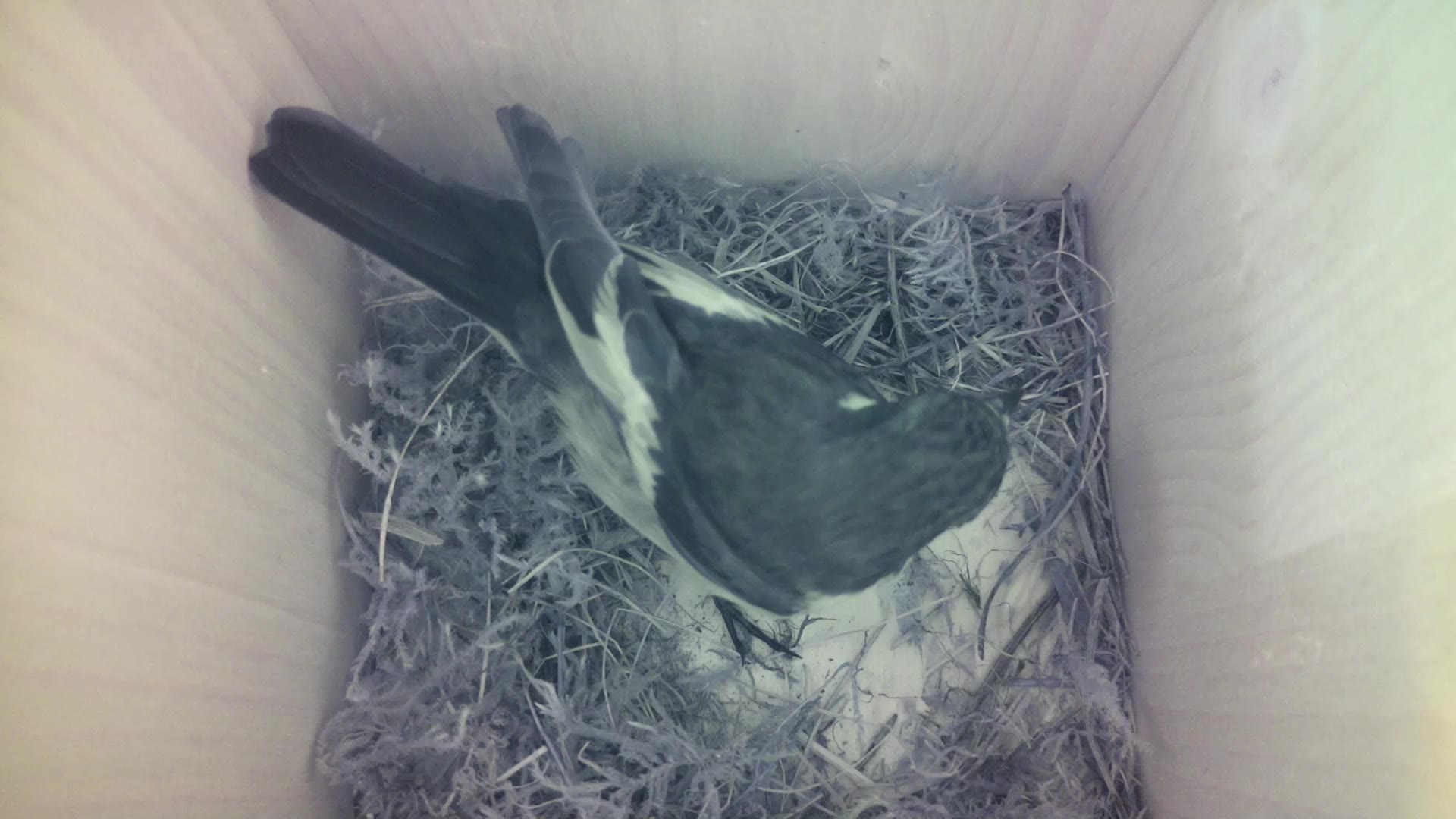 Aufnahme aus dem Vogelhaus