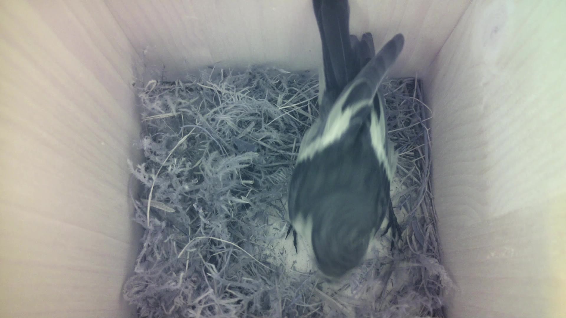 Aufnahme aus dem Vogelhaus