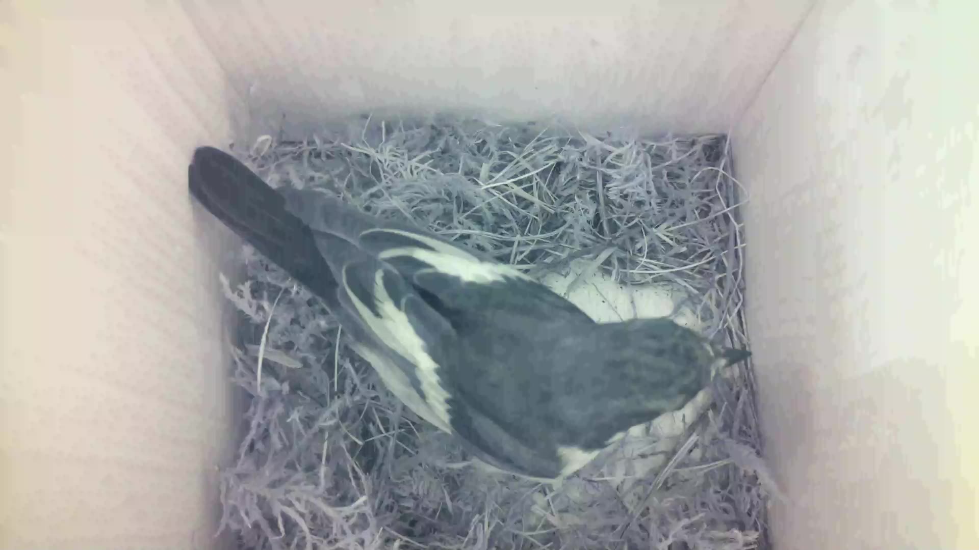 Aufnahme aus dem Vogelhaus