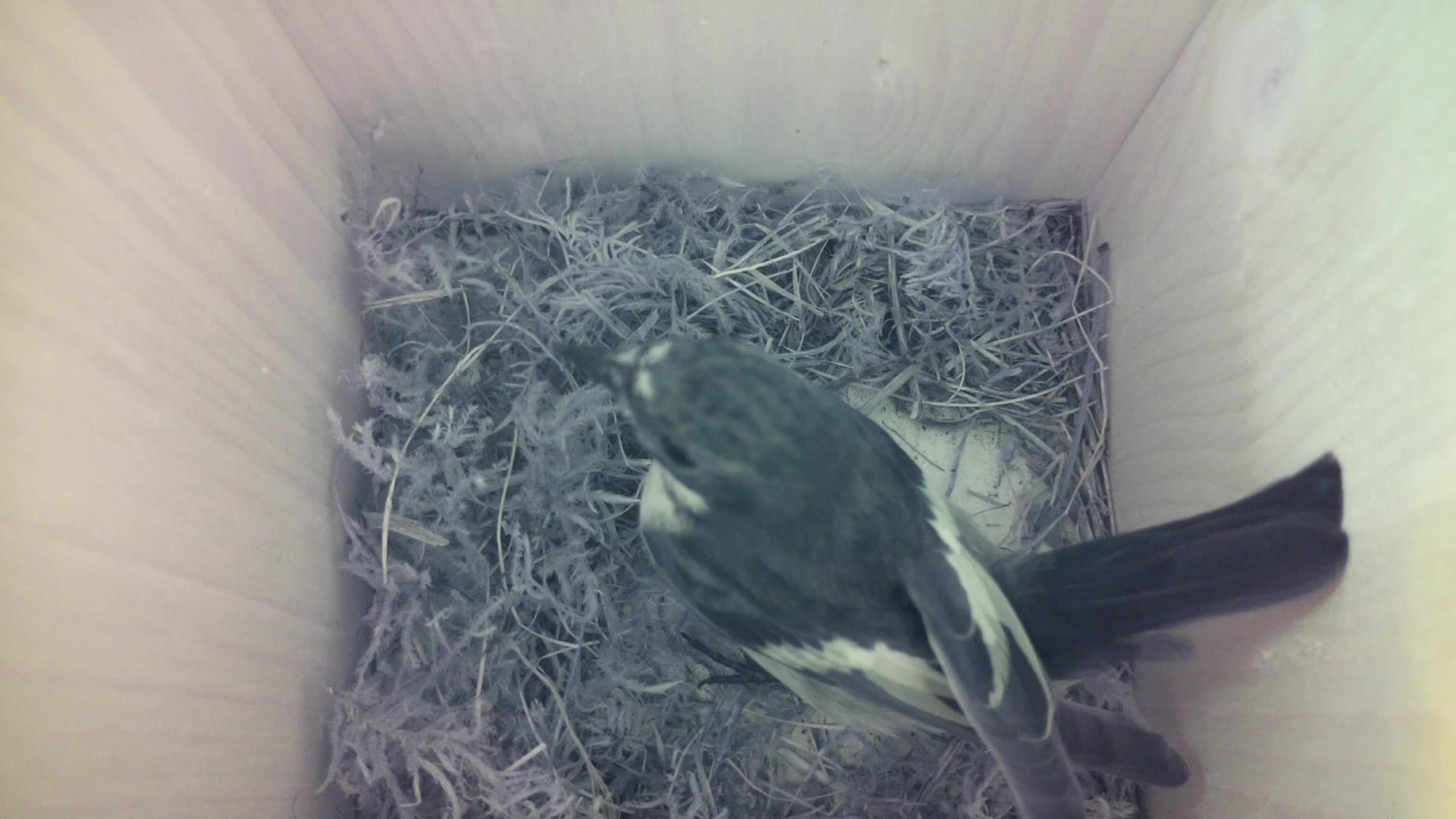 Aufnahme aus dem Vogelhaus