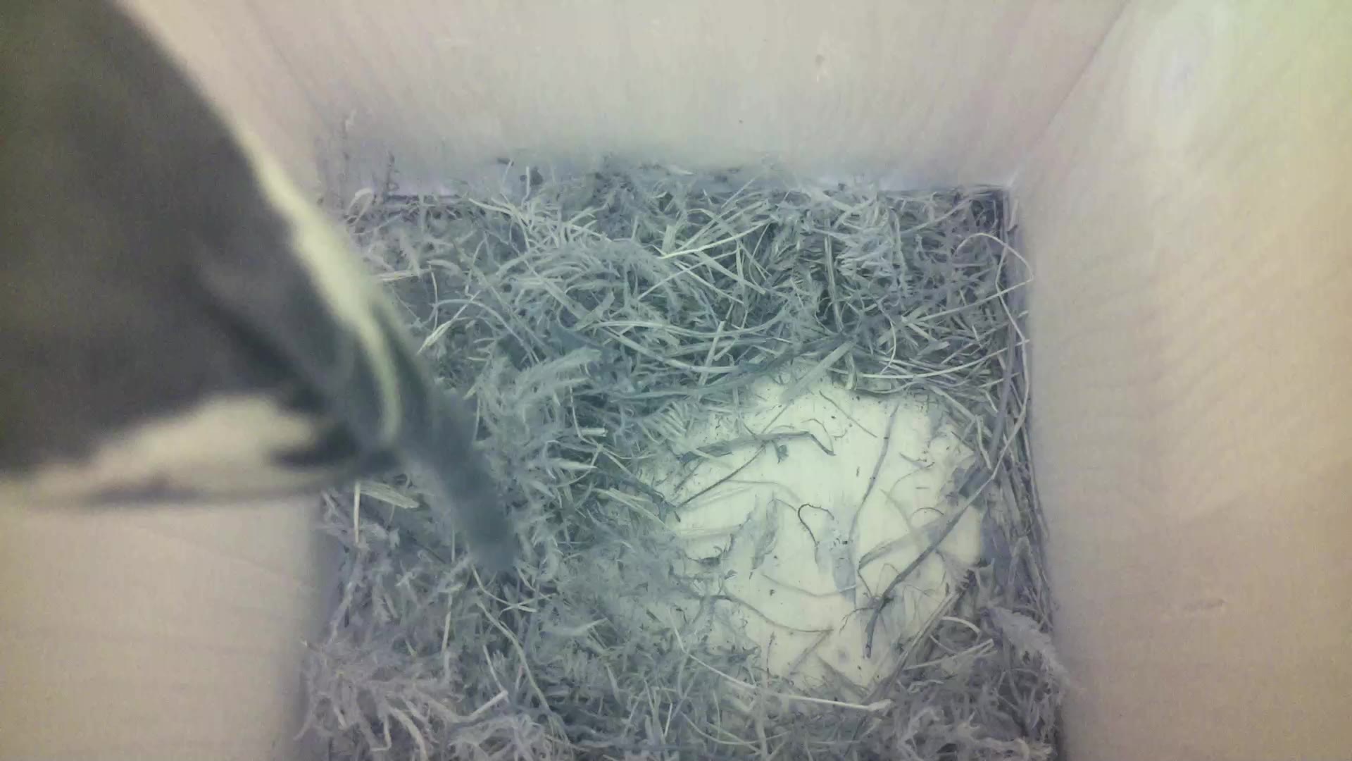 Aufnahme aus dem Vogelhaus