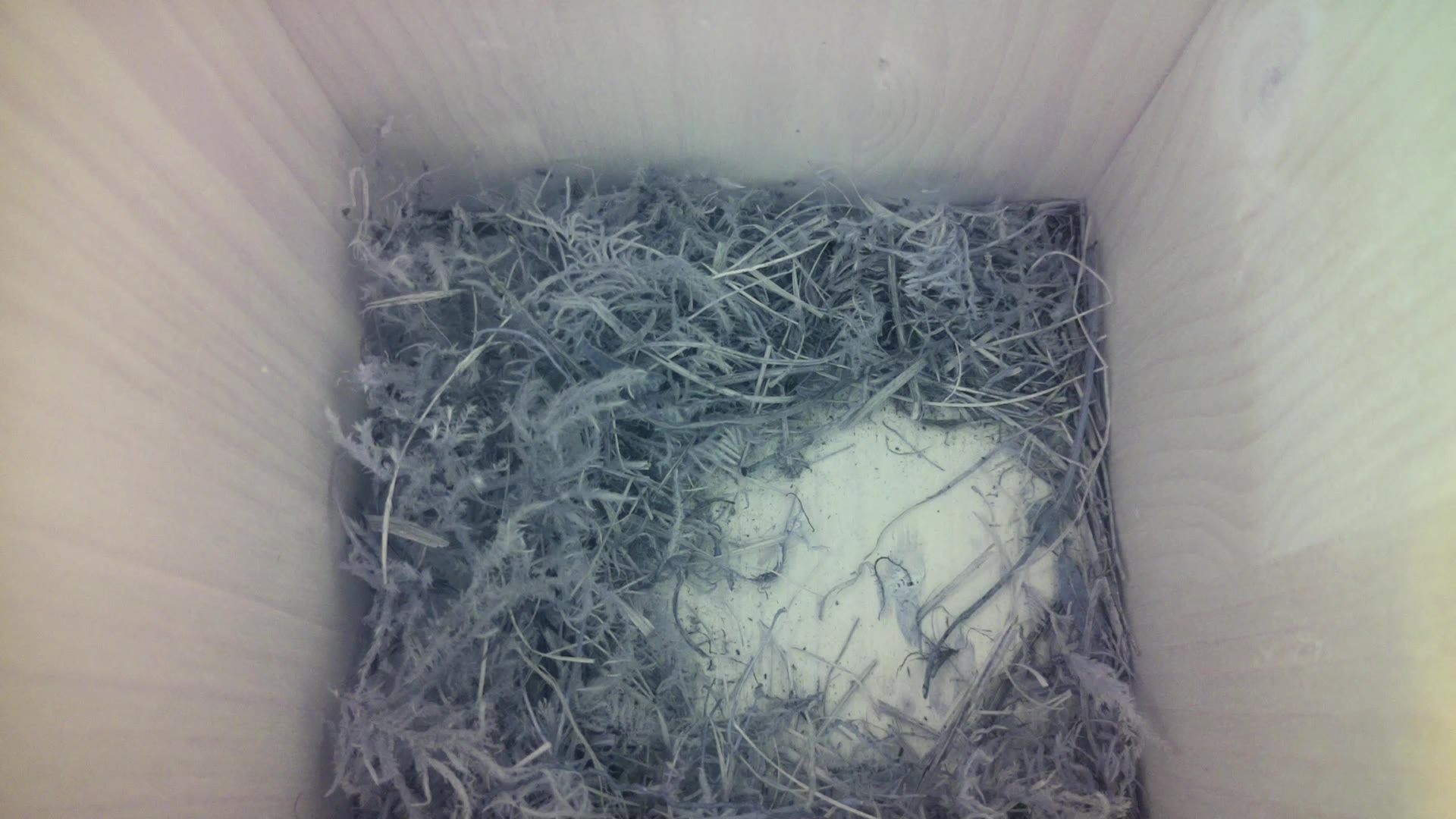 Aufnahme aus dem Vogelhaus