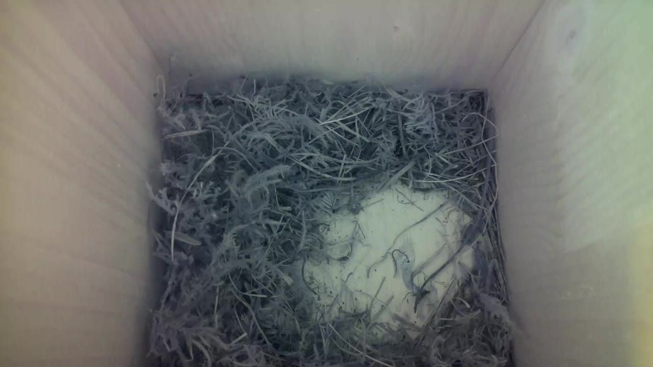 Aufnahme aus dem Vogelhaus