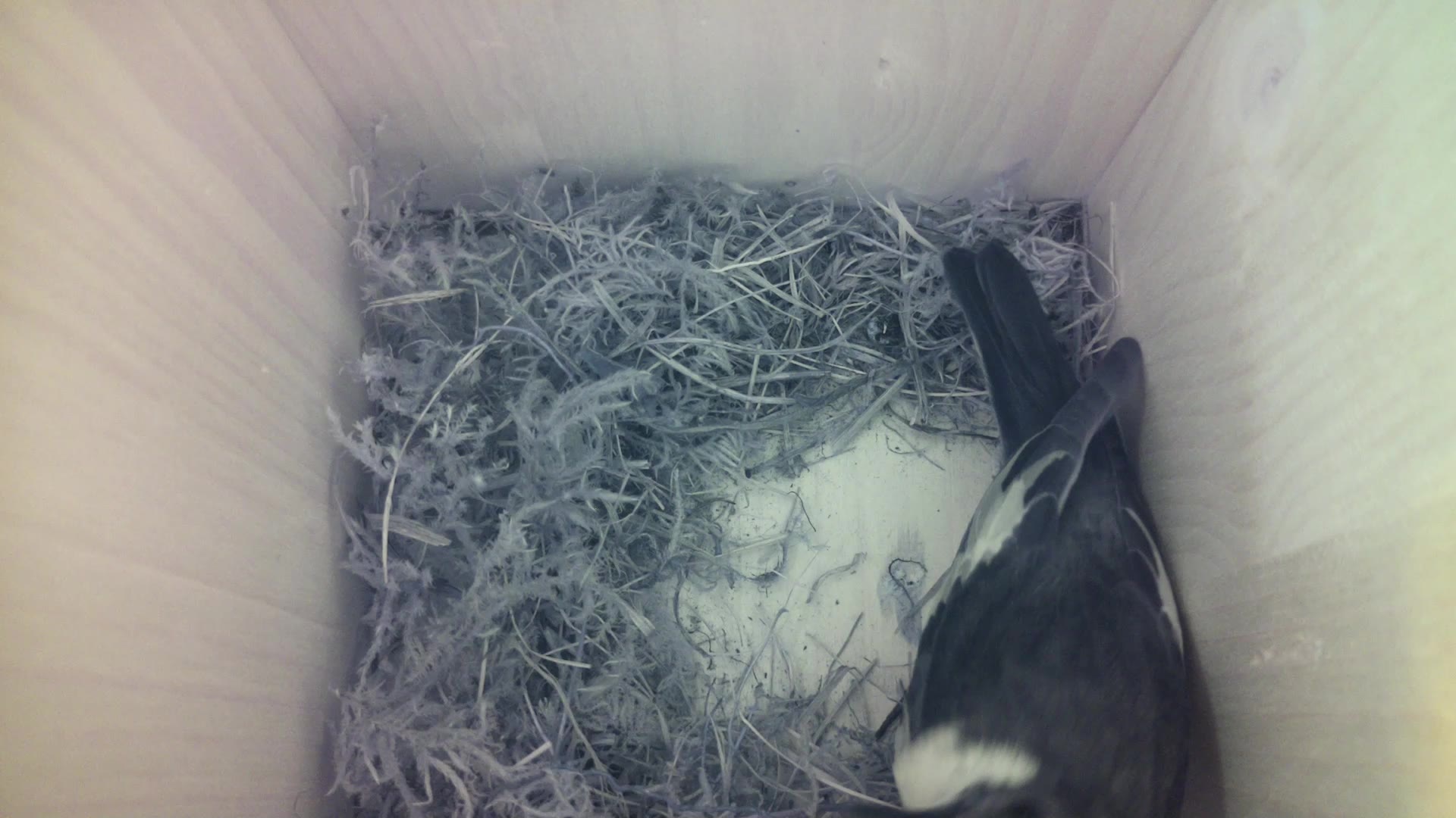 Aufnahme aus dem Vogelhaus
