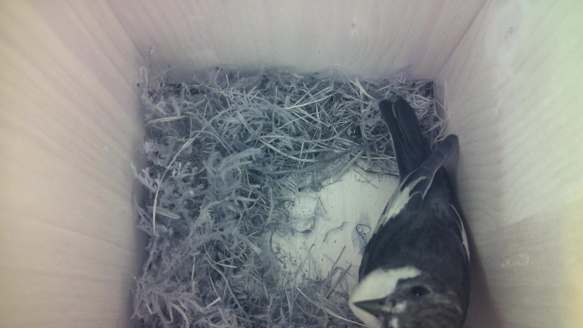 Aufnahme aus dem Vogelhaus