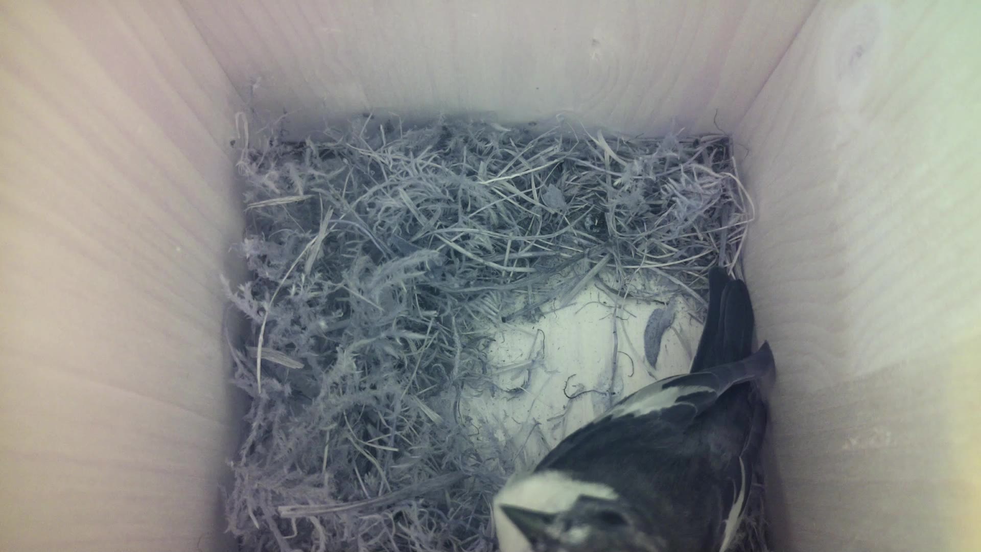 Aufnahme aus dem Vogelhaus