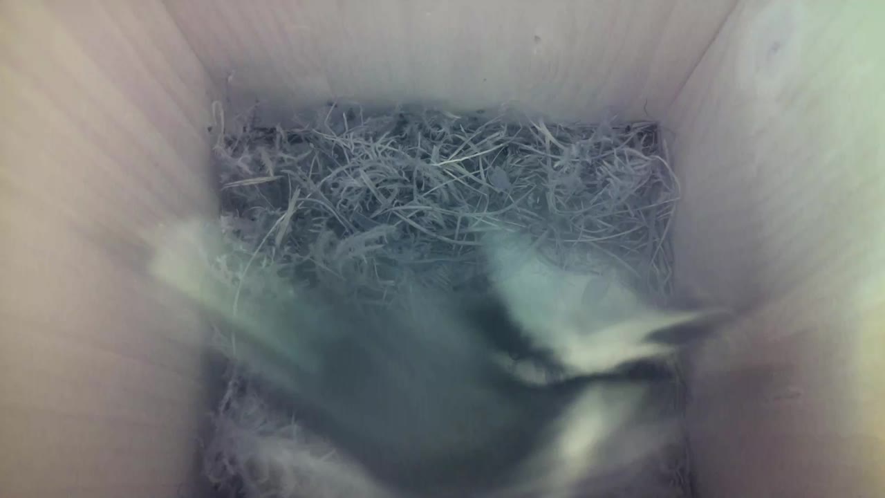 Aufnahme aus dem Vogelhaus