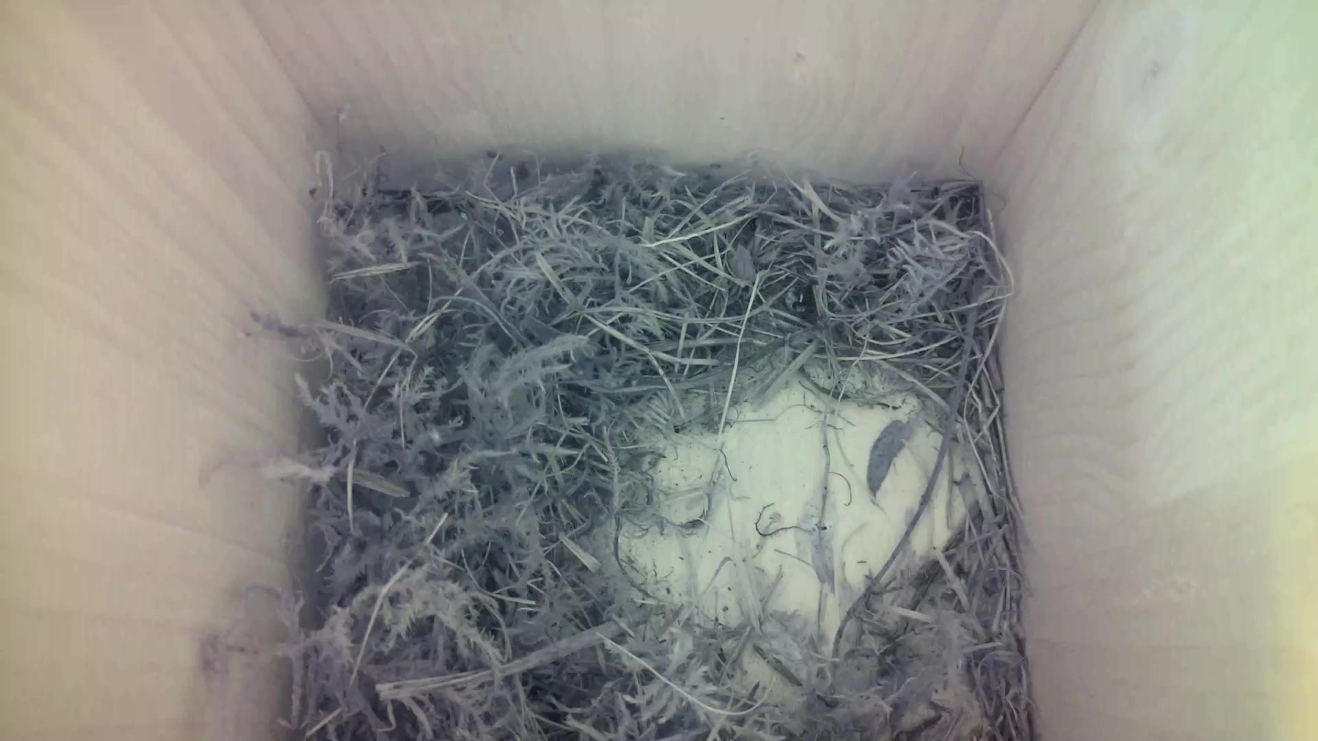 Aufnahme aus dem Vogelhaus
