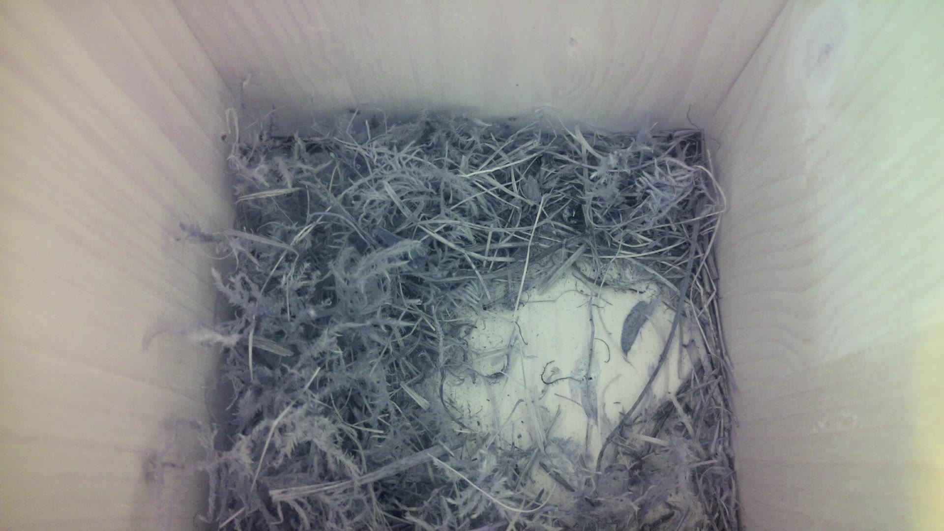 Aufnahme aus dem Vogelhaus